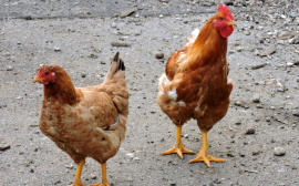 В Ульяновской области новая птицефабрика будет производить 4 тыс. тонн курятины в год